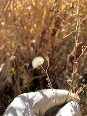 Symphyotrichum ascendens
