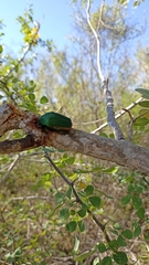 Cotinis mutabilis aurantiaca