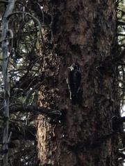 Picoides dorsalis