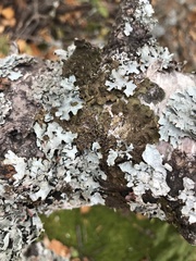 Melanelixia subaurifera