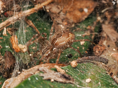 Dendrolycosa