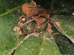 Dendrolycosa