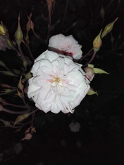 Rosa