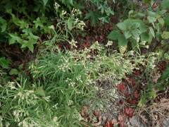 Brickellia eupatorioides eupatorioides