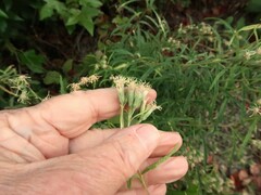 Brickellia eupatorioides eupatorioides