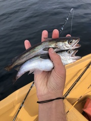 Merluccius productus