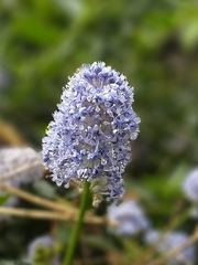 Ceanothus thyrsiflorus