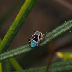 Maratus anomalus