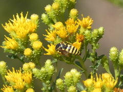 Bicyrtes capnopterus