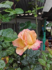 Rosa