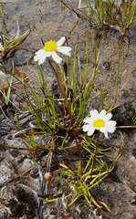 Brachyscome ptychocarpa