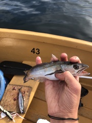 Merluccius productus