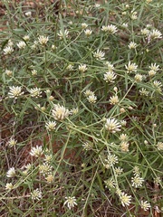 Ptilotus divaricatus