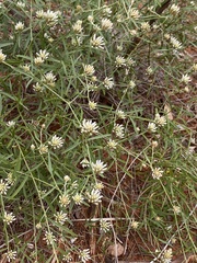 Ptilotus divaricatus