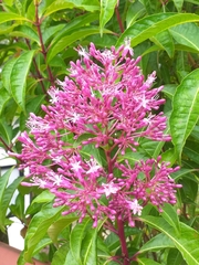 Fuchsia paniculata