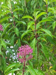 Fuchsia paniculata