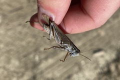 Melanoplus packardii