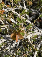 Tribulus suberosus