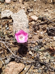 Convolvulus chilensis
