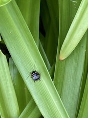 Ellipsidion australe