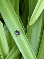 Ellipsidion australe