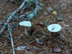 Amanita citrina