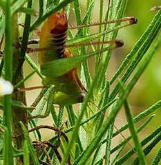 Odontoxiphidium apterum