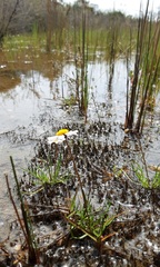 Brachyscome ptychocarpa