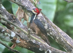 Campephilus melanoleucos