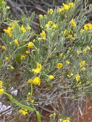 Senna artemisioides artemisioides