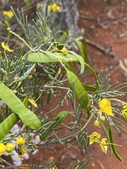 Senna artemisioides artemisioides