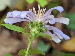 Symphyotrichum retroflexum