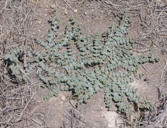 Euphorbia astyla