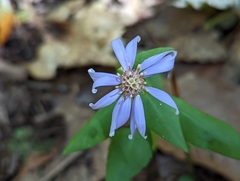 Symphyotrichum retroflexum