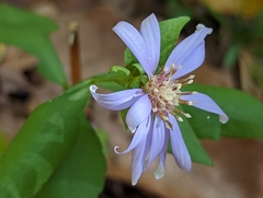 Symphyotrichum retroflexum