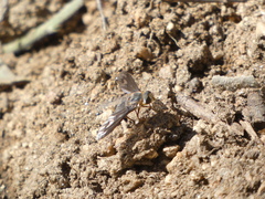 Poecilanthrax californicus