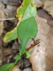 Symphyotrichum retroflexum