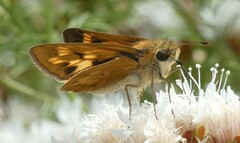 Hesperia meskei straton
