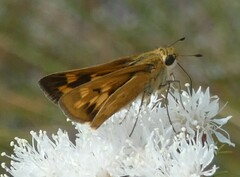 Hesperia meskei straton