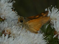 Hesperia meskei straton
