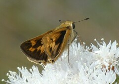 Hesperia meskei straton