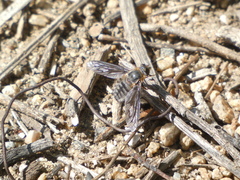 Poecilanthrax californicus