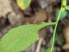 Symphyotrichum retroflexum