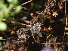 Poecilanthrax californicus