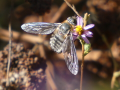 Poecilanthrax californicus