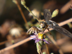 Poecilanthrax californicus