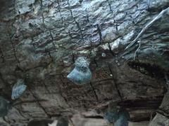 Resupinatus trichotis