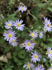 Symphyotrichum shortii