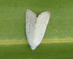 Scopula umbilicata