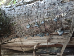 Resupinatus trichotis